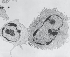 Antigen-presenting macrophage associating with T lymphocyte