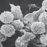 Role of MHC molecules in antigen recognition by T cells