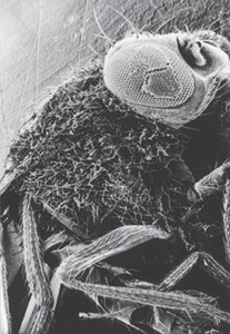 Severe fungal infection in a fruit fly mutant lacking antifungal peptide