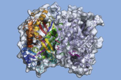 3D structure of an enzyme