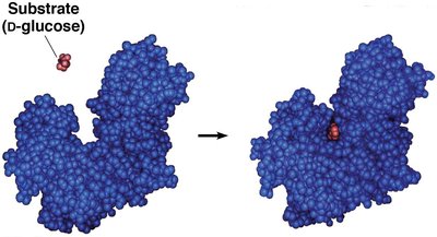 Induced-fit model of enzyme-substrate interaction