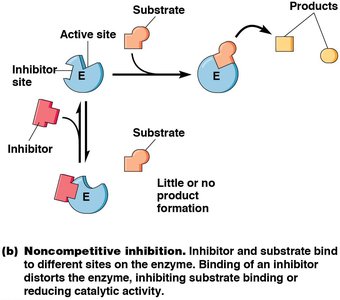 Noncompetitive inhibition diagram