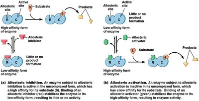 Allosteric regulation: inhibition and activation