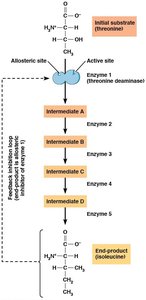 Feedback inhibition pathway diagram