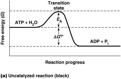 Free energy diagram for uncatalyzed ATP hydrolysis