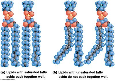 Saturated vs. unsaturated fatty acid packing
