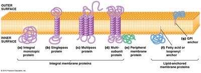 Classes of membrane proteins