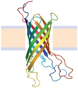 α-helix transmembrane protein