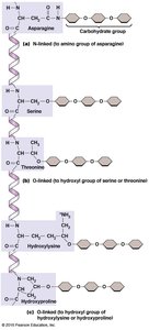 Types of glycosylation in membrane proteins