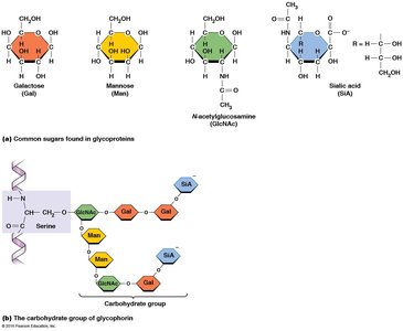Common sugars and glycoprotein carbohydrate group