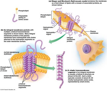 Fluid mosaic model and integral membrane proteins
