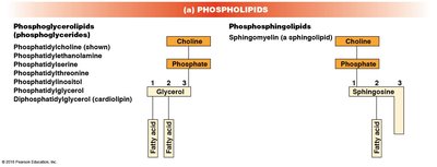 Phospholipid structure diagram