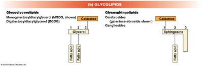 Glycolipid structure diagram