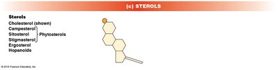Sterol structure diagram