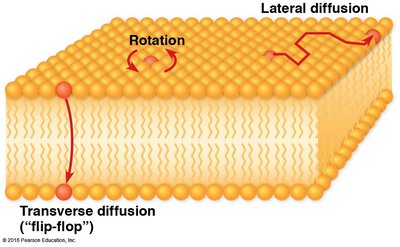 Lipid movement in membranes