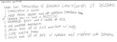Handwritten steps for hydrolase gene transcription to lysosome lumen