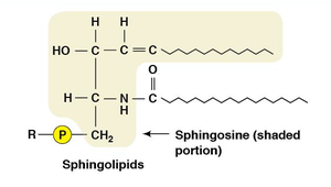 Structure of sphingolipids