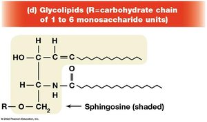 Structure of glycolipids