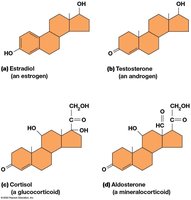 Structures of common steroid hormones: estradiol, testosterone, cortisol, aldosterone