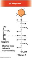 Structure of terpenes and vitamin A