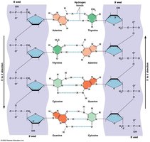 Hydrogen bonding in DNA nucleic acid structure
