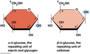Alpha and beta ring forms of D-glucose
