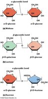 Structures of maltose, lactose, and sucrose showing glycosidic bonds