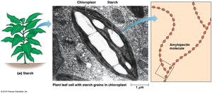 Starch grains in plant cells and amylopectin structure