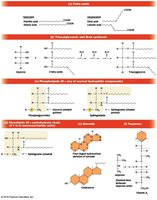 Main classes of lipids: fatty acids, triacylglycerols, phospholipids, glycolipids, steroids, terpenes