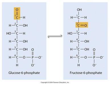 Reversible reaction: glucose-6-phosphate and fructose-6-phosphate