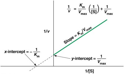 Lineweaver-Burk plot: double-reciprocal plot for enzyme kinetics