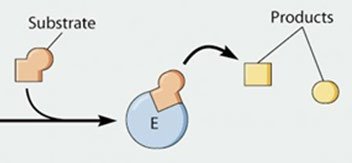 Normal enzyme-substrate binding and product formation