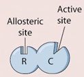 Allosteric site and active site on enzyme