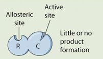 Allosteric inhibition: little or no product formation