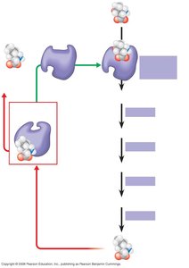 Feedback inhibition in a metabolic pathway