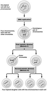 Diagram of meiosis showing reduction division and formation of four haploid cells