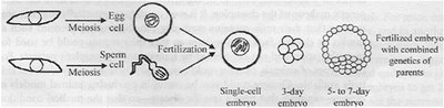 Diagram of gamete formation, fertilization, and embryonic development