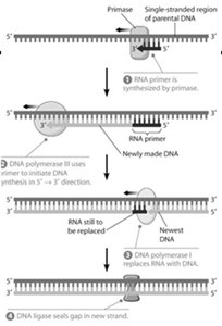 Diagram of telomerase extending telomeres