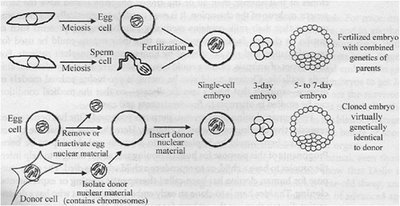 Diagram comparing sexual reproduction and cloning via nuclear transfer