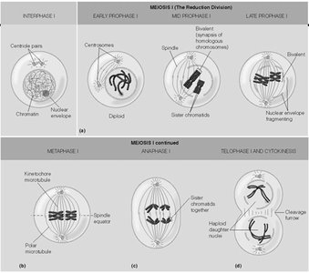 Stages of Meiosis I: Interphase, Prophase I, Metaphase I, Anaphase I, Telophase I