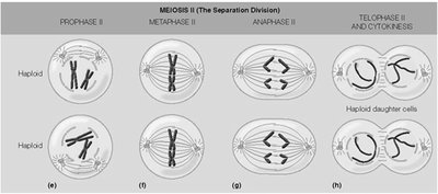 Stages of Meiosis II: Prophase II, Metaphase II, Anaphase II, Telophase II