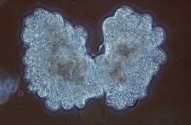 Amoeba cell division