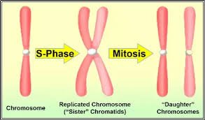 Chromosome replication and mitosis