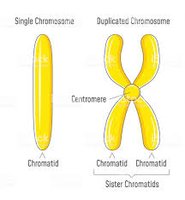 Chromosome vs. chromatid