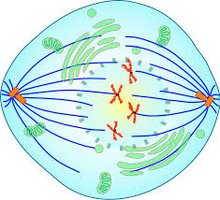 Mitotic spindle and kinetochores