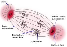 Mitotic spindle structure