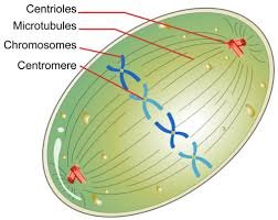 Metaphase alignment