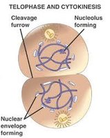 Telophase and cytokinesis