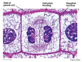 Plant cell cytokinesis