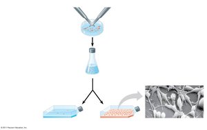 PDGF and fibroblast culture